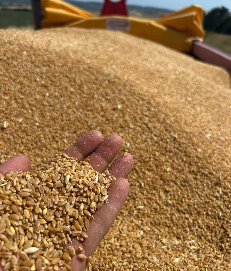 Grano duro appena trebbiato raccolto in una mano