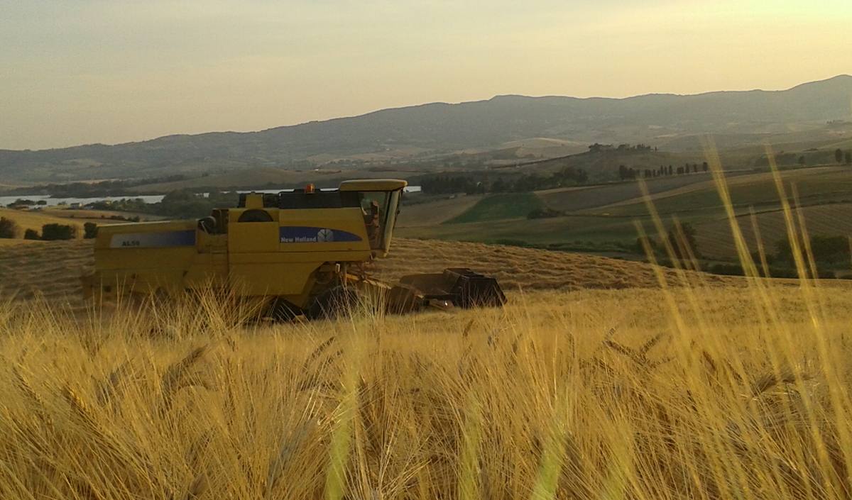 La mietitrebbia al lavoro nei campi al tramonto