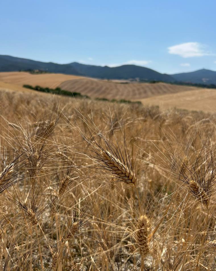 Spighe di grano duro maturo sotto il cielo delle colline pisane