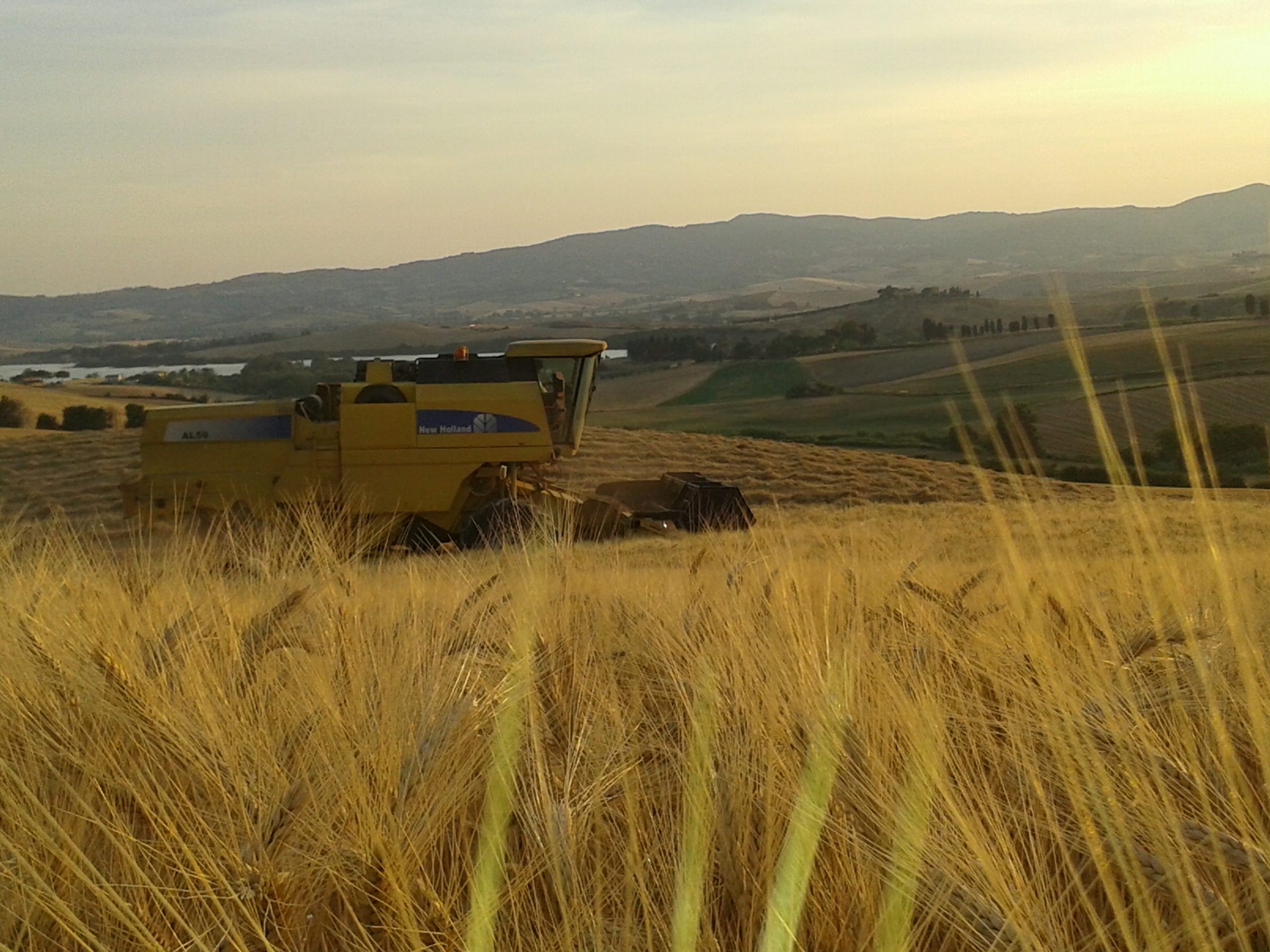 Campo di grano Bertoli al tramonto con la mietitrebbia
