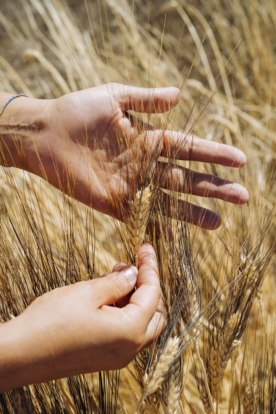 Una mano stringe spighe di grano duro Bertoli