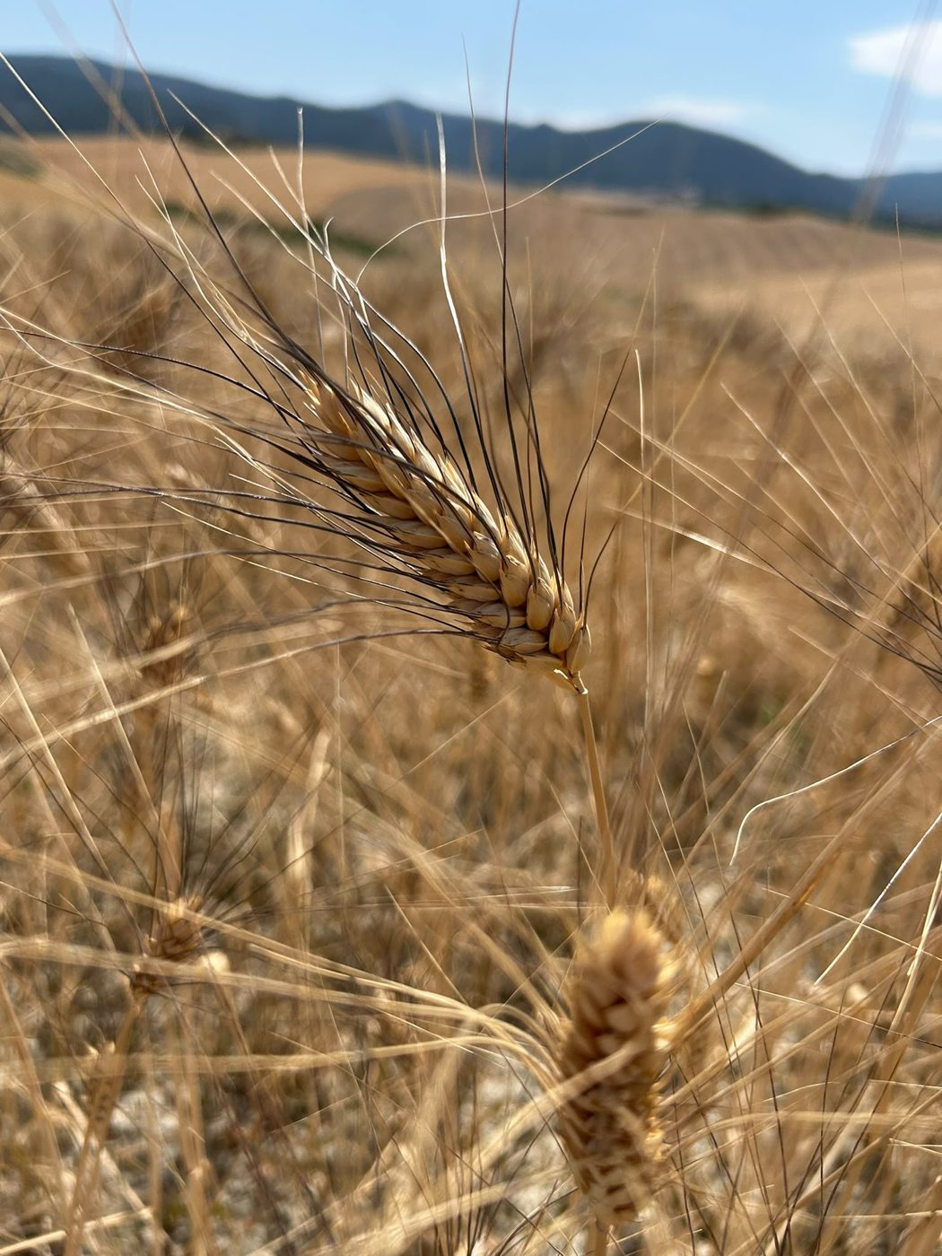 Spiga di grano duro maturo nei campi Bertoli
