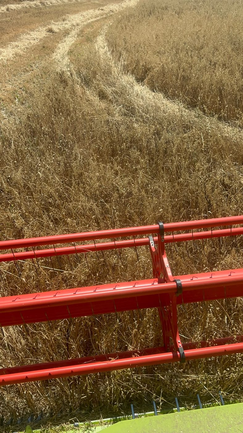 La barra di taglio della mietitrebbia nel grano